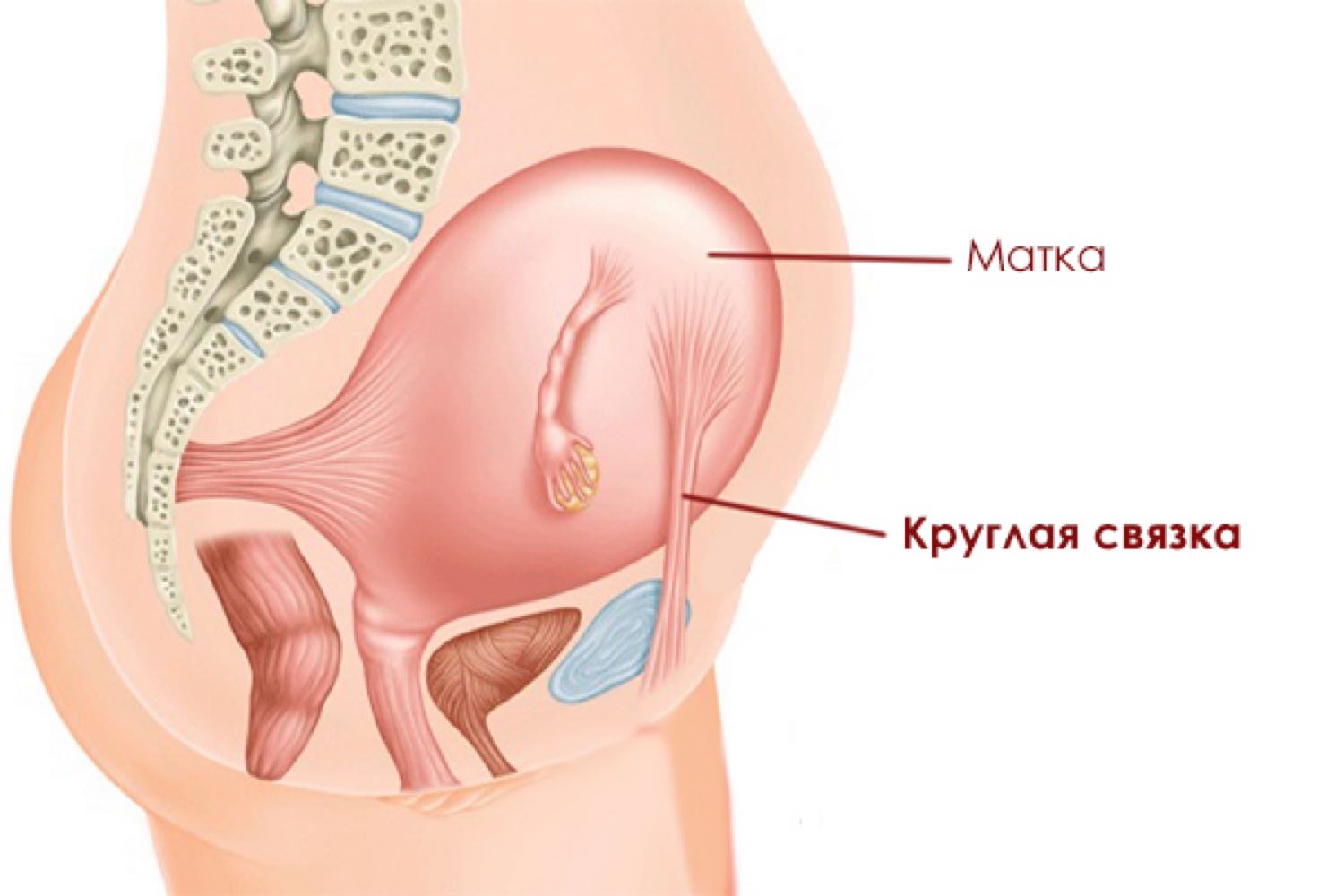 Где находятся круглые связки. Боли в круглой связке матки при беременности. Связки матки анатомия при беременности. Круглая связка матки болит при беременности. Круглые связки матки при беременности.