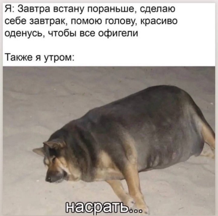 Заранее простите, но сегодня такая подборка🤣🤣 image №3